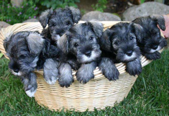 schnauzer pups